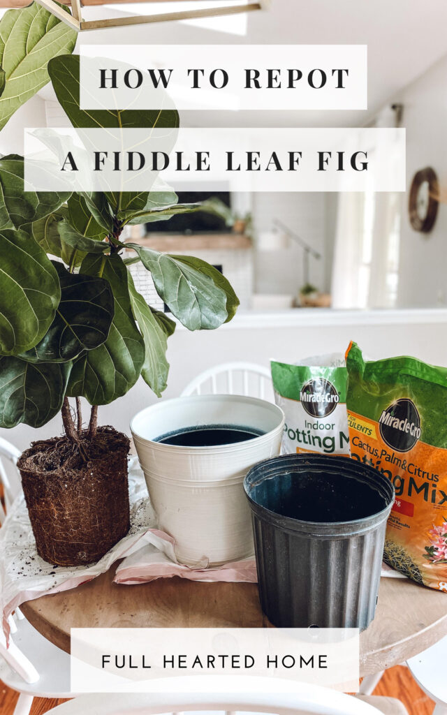How to Re-pot a Fiddle Leaf Fig - Full Hearted Home