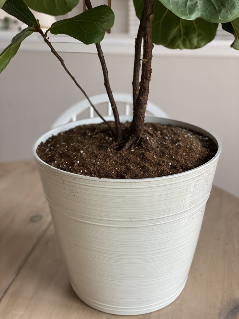How to Re-pot a Fiddle Leaf Fig - Full Hearted Home