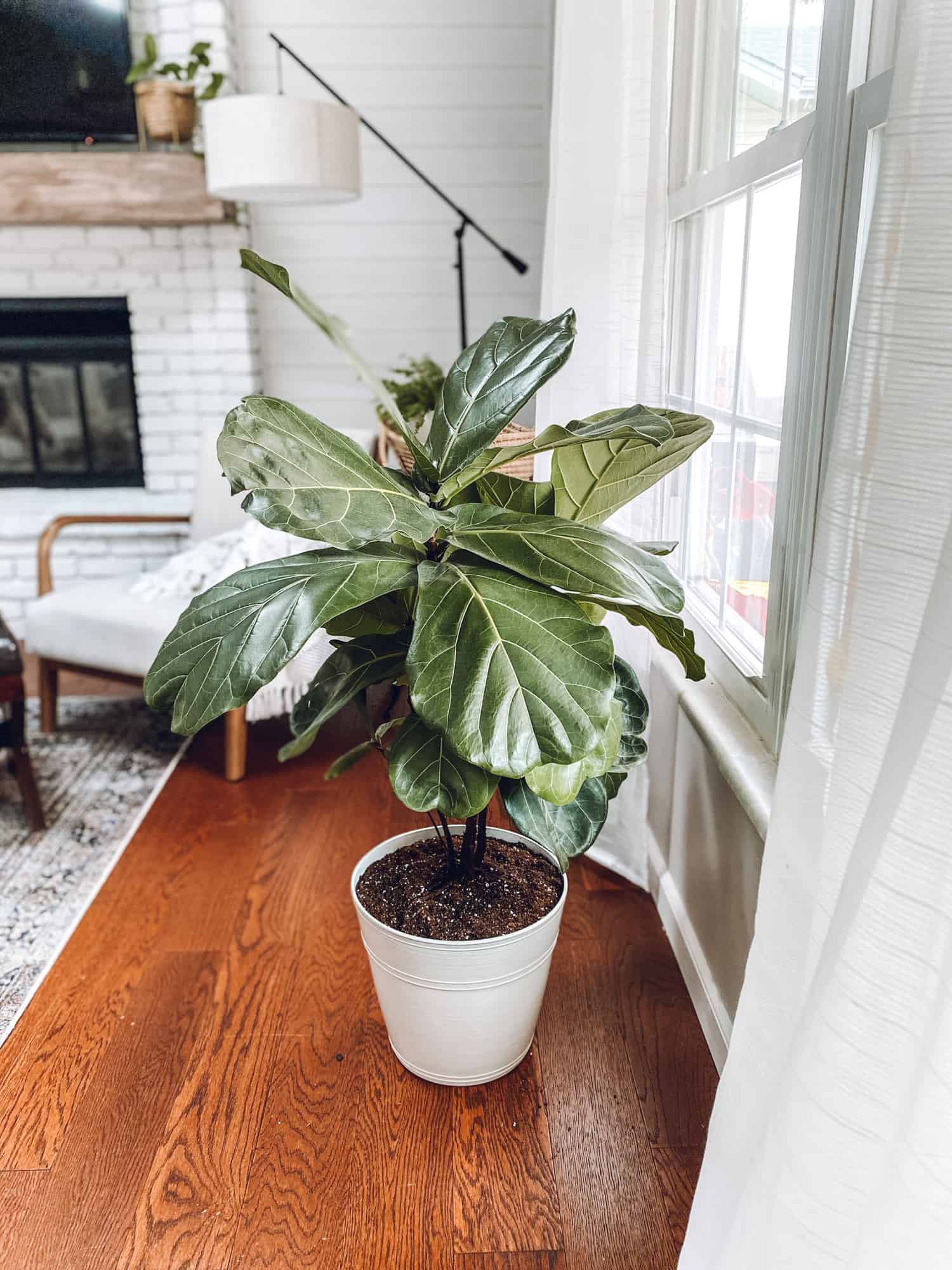 How to Re-pot a Fiddle Leaf Fig
